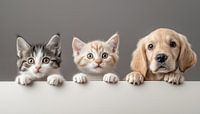 Peeping cats and a dog