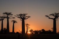 Baobab, Madagascar