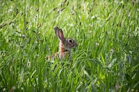 Kaninchen im hohen Gras