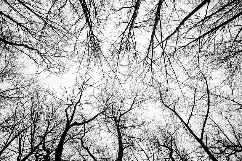 Arbres chauves par Rik Verslype