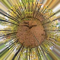 Forrest_TinyPlanet