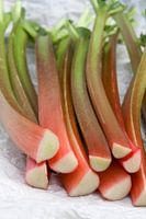 Rhubarb