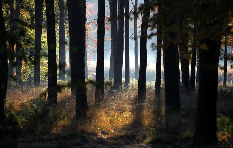 BAUM von Sybrand Treffers