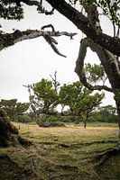The famous laurel forest Fanal Forest