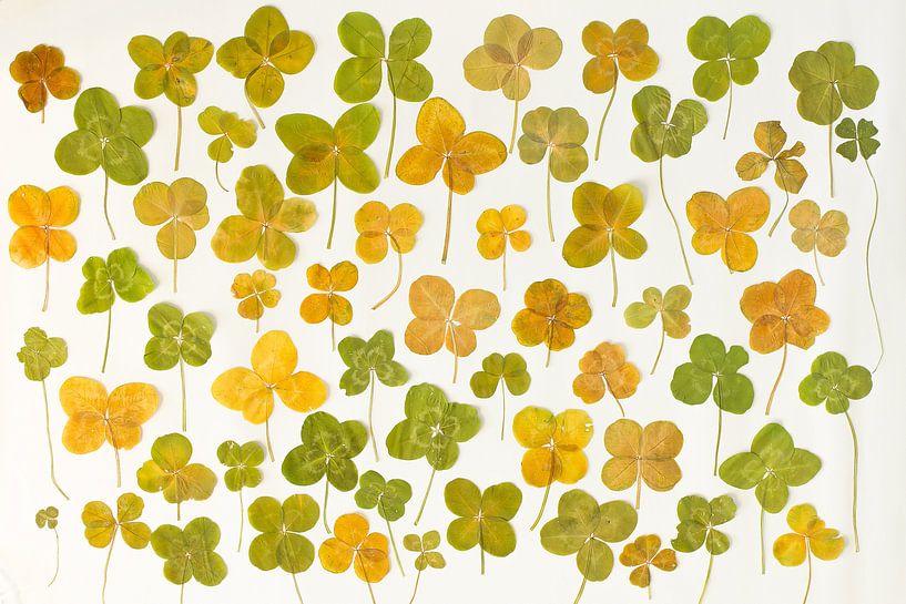 Lucky moment by Marianne Klok