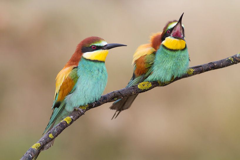 Bee-eaters by Wesley Poelman