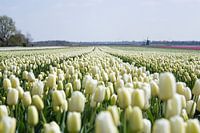 Wit tulpenveld