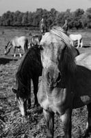 The horses on the ijsel