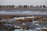 Moddergat, Waddenzee