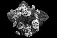 Bunte Blumen in Schwarz und Weiß.