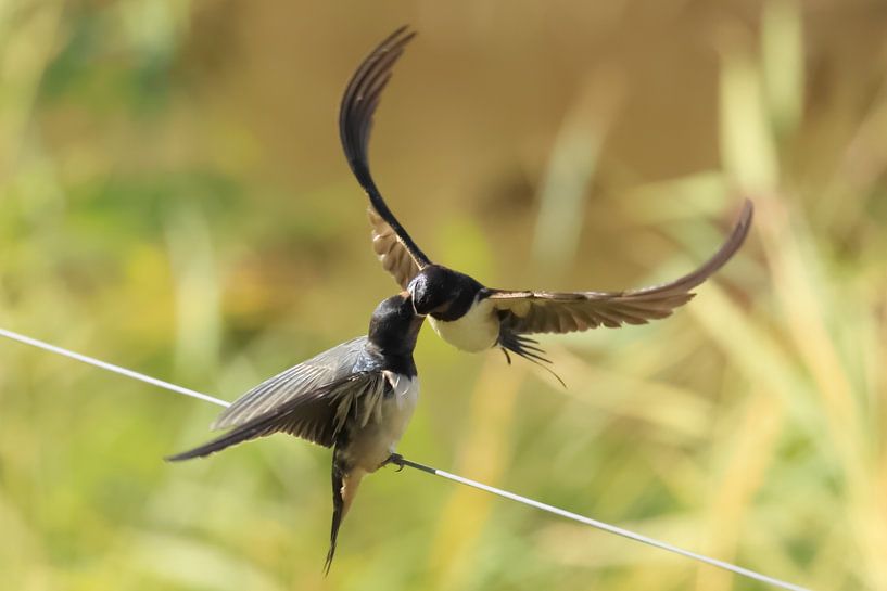 Schwalben von Rinnie Wijnstra (FotoAmeland )
