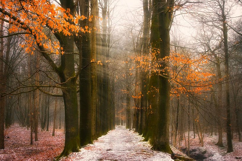 Avenue trees in the forest, gold leaf &amp; snow by Saranda in t Veld Fotografie