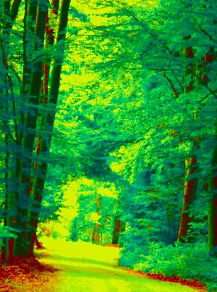 Path in the forest very colourful in summer. by art559