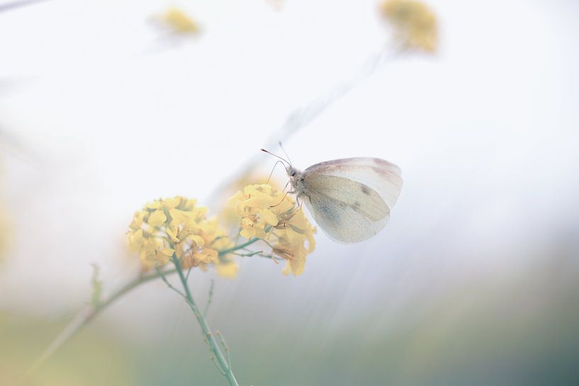 butterfly on a yellow flower by mirka koot