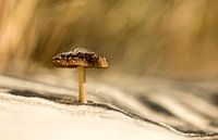 In den Zeeland-Dünen