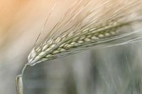 Close-up of a barley spike with long plumes.