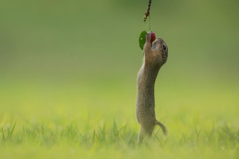 Ziesel von Vienna Wildlife