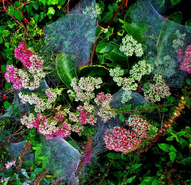 Spinnenwebben in dauw  par Leontine van Mourik
