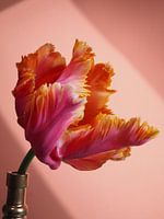 FLOWER POWER PARROT TULIP IBIZA BLOOM IBIZA RAISA