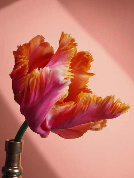 FLOWER POWER PAPEGAAI TULP IBIZA BLOOM IBIZA RAISA van raisa haveman