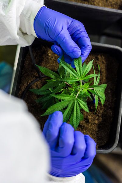 Close Up Cannabis Care by Poster Art Shop