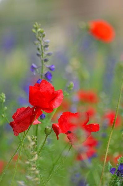 Rode klaproosjes tussen blauwe riddersporen by Yvonne van der Meij