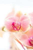 Makro rosa Orchidee