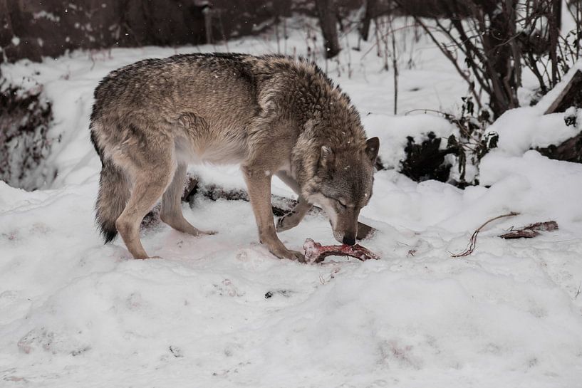 A female wolf against a background of snow with a bone nibbles a bone, a predatory animal in winter. by Michael Semenov
