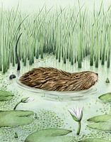 Ode an die Bisamratte