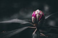 Rhododendron supérieur