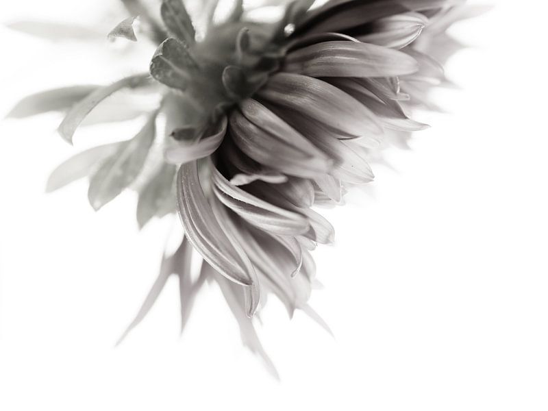 Barre latérale par Henriëtte Mosselman