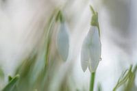 Schneeglöckchen mit Tautropfen
