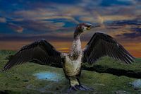 Le gardien au coucher du soleil