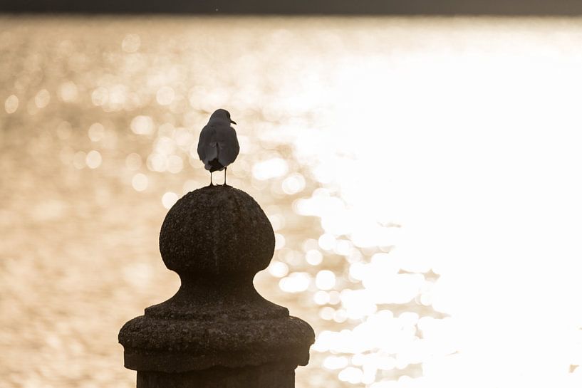 Mouette au coucher du soleil par Denis Feiner