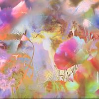 Corn poppy in the cornfield