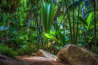 Clearing in the palm forest