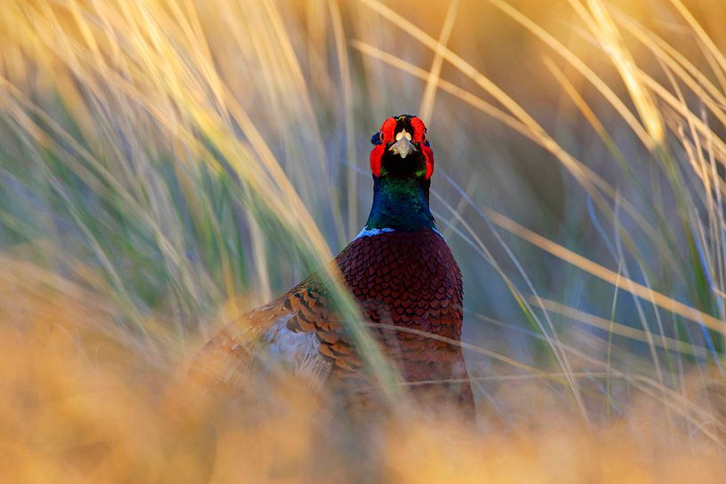 Male Common Pheasant (Phasianus colchicus) by Beschermingswerk voor aan uw muur