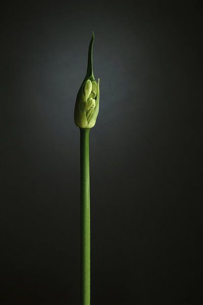 Agapanthus Knospung von Mariska Vereijken