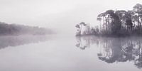 Nebliger Morgen in den Oisterwijkse Bossen en Vennen