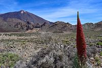 Echium wildpretii dans la caldeira du Pico del Teide
