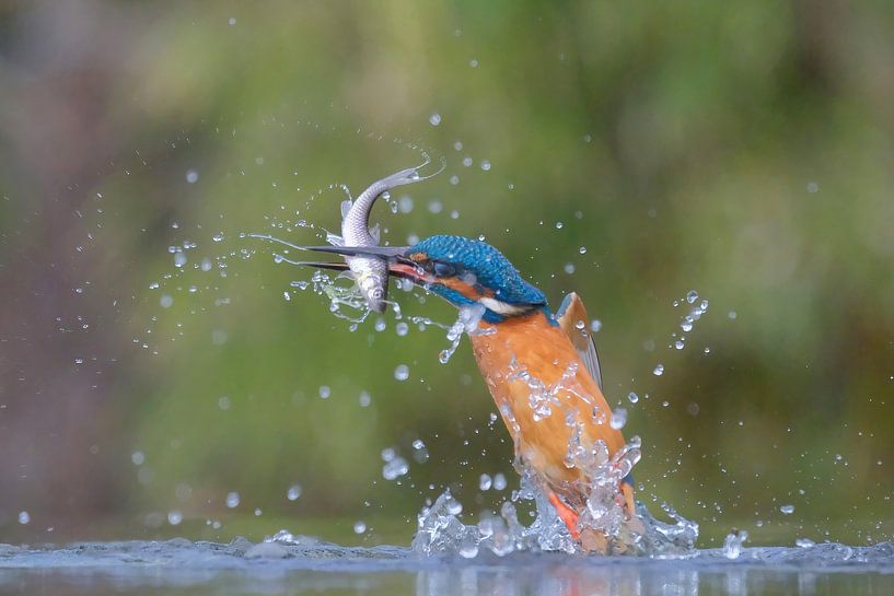 Eisvogel fängt Fisch von Wim van der Meule