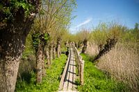 Bruggetje in het groen