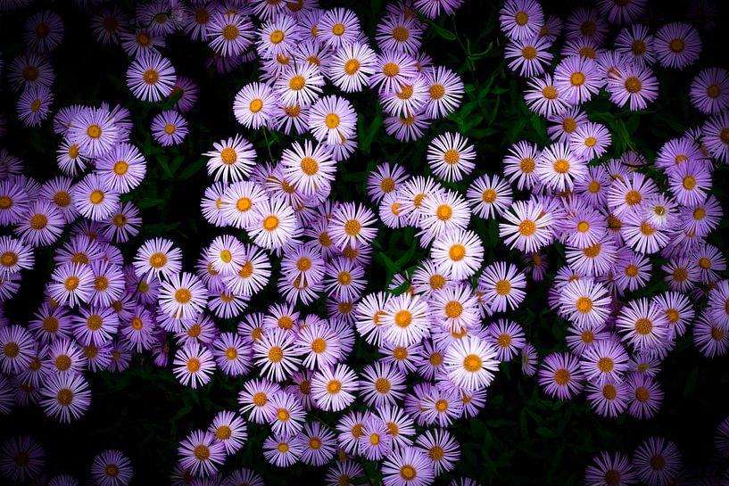 Asters by Thomas Jäger