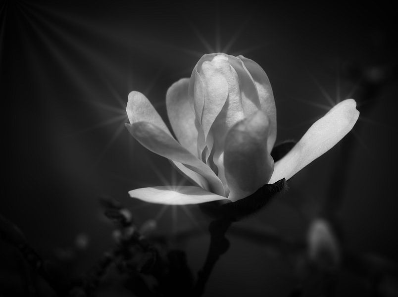 Magnolia by Pictures by Van Haestregt