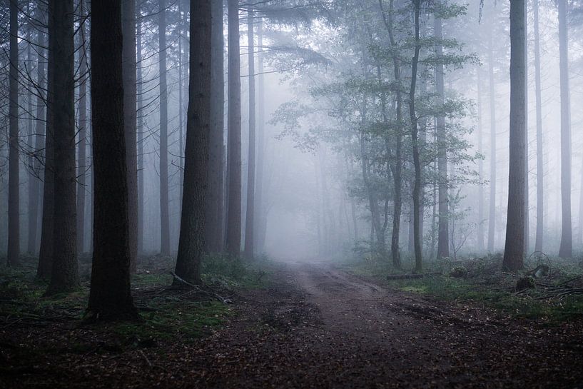 Ethereal nature by Tvurk Photography