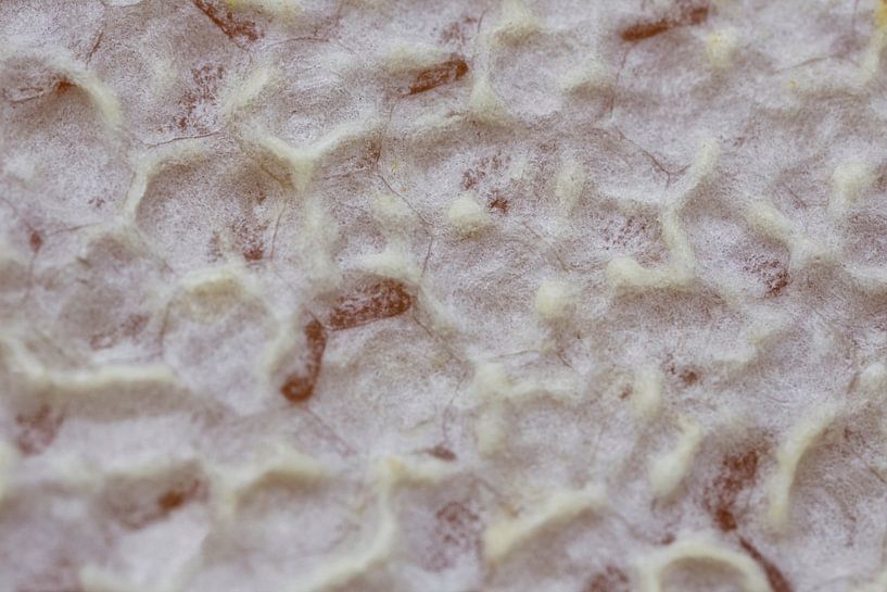 Gekappte Wabe von Iris Holzer Richardson