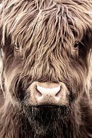 Scottish highlander, close -up