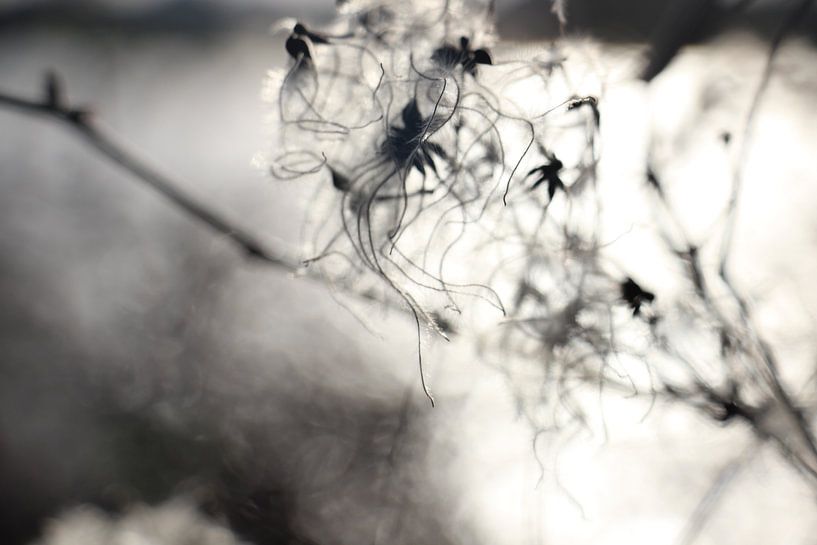 gray by Lis Zandbergen