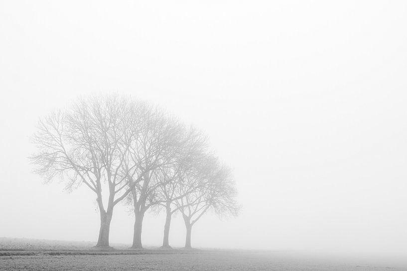 The four trees in Bingelrade by Ilspirantefotografie