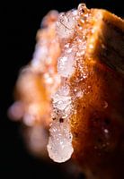 Sève d'arbre en macrophotographie (horizontale)